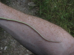 Masticophis bilineatus