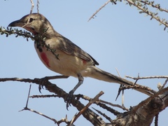 Rhodophoneus cruentus