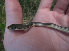 Masticophis bilineatus