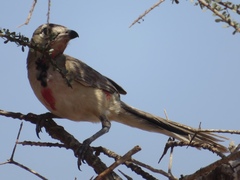 Rhodophoneus cruentus