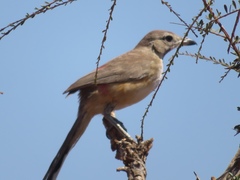 Rhodophoneus cruentus