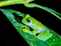 Sachatamia albomaculata