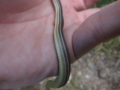 Masticophis bilineatus