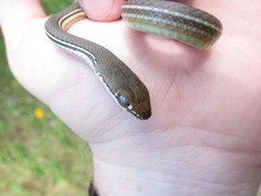 Masticophis bilineatus