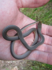 Masticophis bilineatus