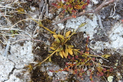 Gentianella bellidifolia