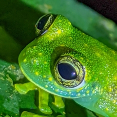 Sachatamia albomaculata