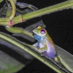 Sachatamia albomaculata