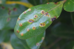 Puccinia coprosmae