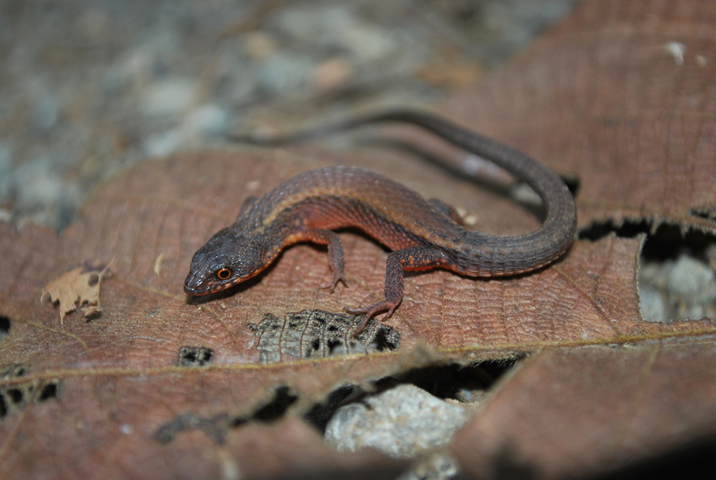 Northern Spectacled Lizard