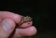 Craugastor stejnegerianus