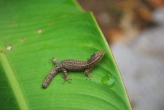 Sphaerodactylus graptolaemus