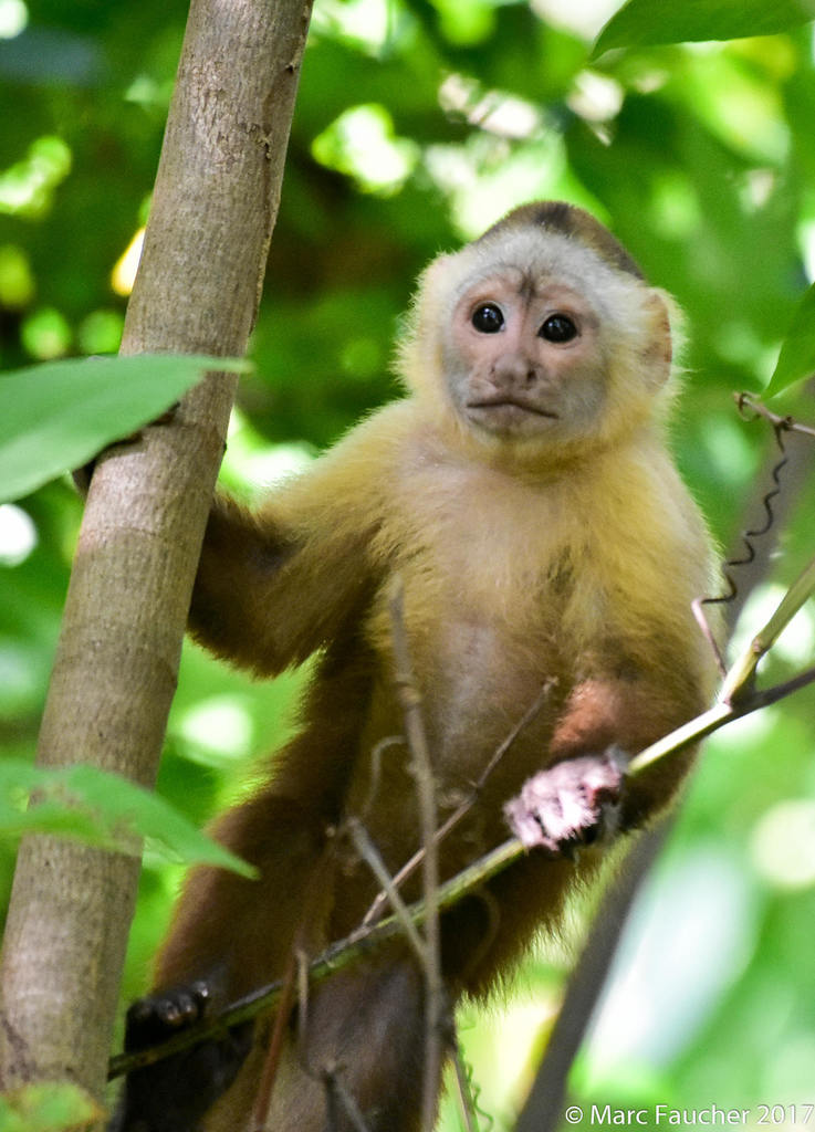 Santa Marta White-Fronted Capuchin