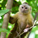 Santa Marta White-fronted Capuchin - Photo (c) pfaucher, some rights reserved (CC BY-NC), uploaded by pfaucher