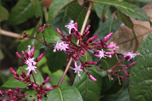 Shrubby fuchsia (Fuchsia paniculata)