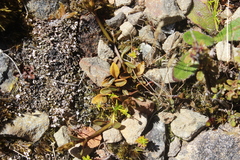 Gentianella grisebachii