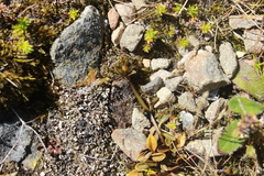 Gentianella grisebachii