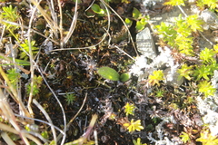 Leptostigma setulosum