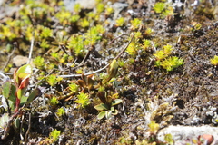 Gentianella grisebachii