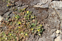 Trifolium micranthum