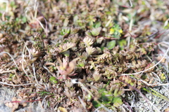 Chaerophyllum colensoi colensoi