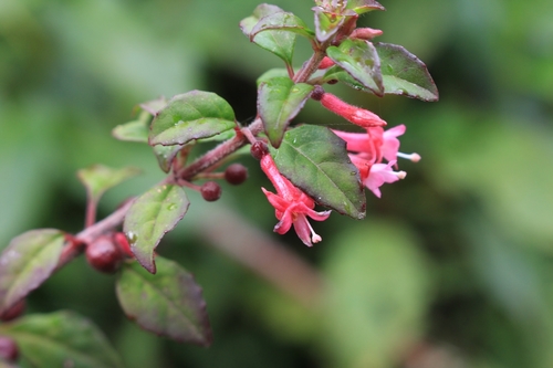 Fuchsia microphylla (Fuchsia microphylla)