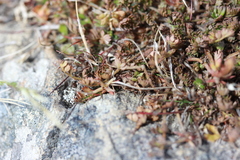 Chaerophyllum colensoi colensoi