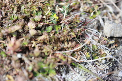 Chaerophyllum colensoi colensoi