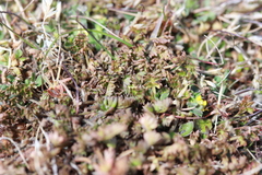 Chaerophyllum colensoi colensoi