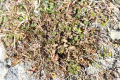 Chaerophyllum colensoi colensoi