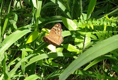 Junonia erigone