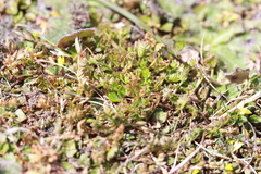Chaerophyllum colensoi colensoi