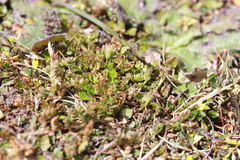 Chaerophyllum colensoi colensoi