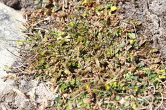 Chaerophyllum colensoi colensoi