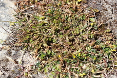 Chaerophyllum colensoi colensoi