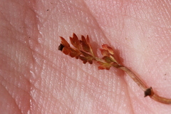 Chaerophyllum colensoi colensoi