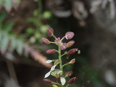 Lepidium desvauxii