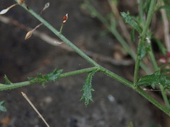 Lepidium desvauxii