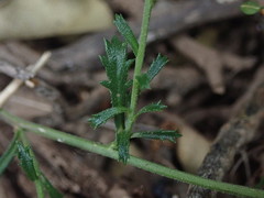 Lepidium desvauxii