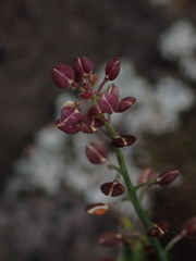 Lepidium desvauxii