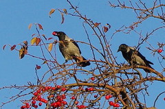 Corvus cornix