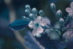 Crataegus canadensis