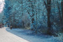 Crataegus canadensis