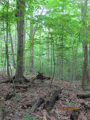 Acer saccharum