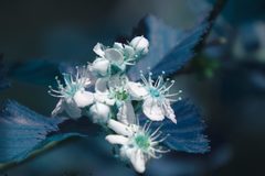 Crataegus canadensis