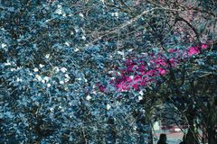 Crataegus canadensis