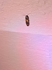 Horistonotus curiatus