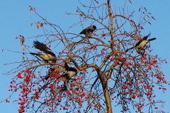 Corvus cornix