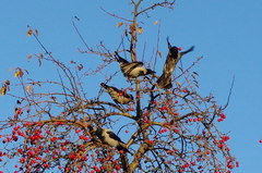 Corvus cornix