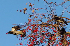 Corvus cornix